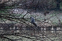 Torino 06_03_2011 - Scoiattolo_17